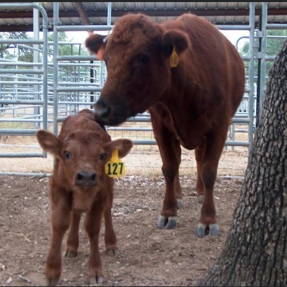 Thank you ✅ - Picture 6 of 16